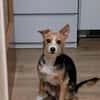 Paco - in Deutschland -sucht dringend neue Familie!