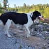 PINO 💕- aktiver junger Hund
