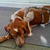 Clint, verspielt, offen, aufgeweckt