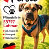 Persil - sanfter Herzenshund, lieb & verschmust