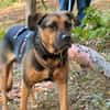 Persil - sanfter Herzenshund, lieb & verschmust
