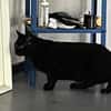 Gina sucht ein ruhiges, liebevolles Zuhause