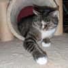 Sid sucht ein liebevolles Zuhause