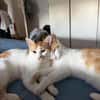 Copper & Monchi liebes  Dreamteam sucht Familie