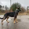 Loki