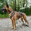 Malinois-Mix ROCKY wartet in 07806 Weira