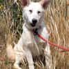 Lizzy - tapferes Hundekind sucht Zuhause