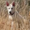 Lizzy - tapferes Hundekind sucht Zuhause