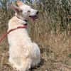 Lizzy - tapferes Hundekind sucht Zuhause