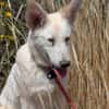 Lizzy - tapferes Hundekind sucht Zuhause