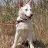 Lizzy - tapferes Hundekind sucht Zuhause