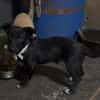 Kleine Hunde suchen ein Zuhause
