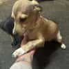 Kleine Hunde suchen ein Zuhause