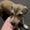 Kleine Hunde suchen ein Zuhause