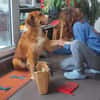 Aiko, elegant, liebt Wasser, ruhiges Wesen