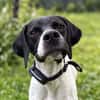 Melina, geb. ca. 01/2025, 67735 Mehlbach