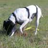 Melina, geb. ca. 01/2025, 67735 Mehlbach