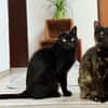 Bollicina & Bollina