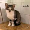Zoubi