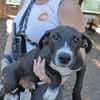 Ugolin (chiot marron)