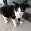 TIM