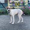 BUDDY HAA24854