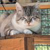 MERLIN