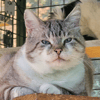 MERLIN