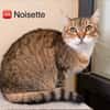 Noisette
