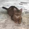 COCOTTE