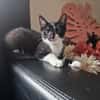Droppie