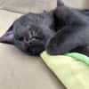 Grumpie