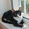 Milo Freundlicher Kater sucht Familie zum Kuscheln