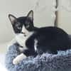 Milo Freundlicher Kater sucht Familie zum Kuscheln
