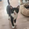 Milo Freundlicher Kater sucht Familie zum Kuscheln