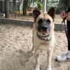 Szamira-Loyale Akita-Dame sucht Menschen mit Erfahrung und H