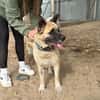 Szamira-Loyale Akita-Dame sucht Menschen mit Erfahrung und H