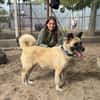 Szamira-Loyale Akita-Dame sucht Menschen mit Erfahrung und H