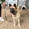 Szamira-Loyale Akita-Dame sucht Menschen mit Erfahrung und H