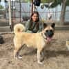 Szamira-Loyale Akita-Dame sucht Menschen mit Erfahrung und H