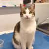 Soziale, liebe Katze Ria
