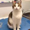 Soziale, liebe Katze Ria