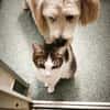 Soziale, liebe Katze Ria