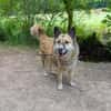 Henry sucht ein neues Zuhause