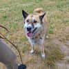 Henry sucht ein neues Zuhause