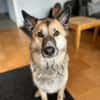 Henry sucht ein neues Zuhause