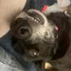 Ruhige freundliche lebensfrohe Hundedame