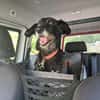 Ruhige freundliche lebensfrohe Hundedame