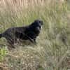 Ruhige freundliche lebensfrohe Hundedame