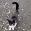 LUNA - selbstbewusste, verschmuste Katze